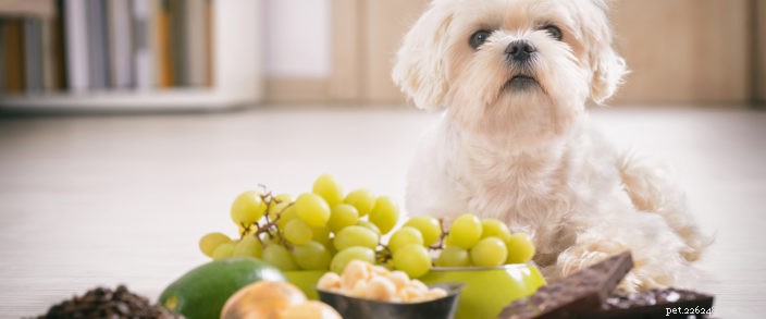 March: National Poison Prevention Month – Protect Your Pets & Family