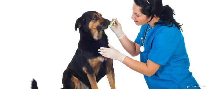 February Marks National Pet Dental Health Month: Prioritize Your Pet’s Oral Care