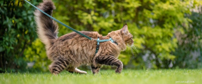 Safe Ways to Let Your Cat Enjoy Fresh Air Indoors