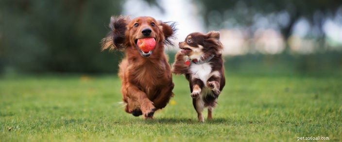 Choosing the Right Doggie Daycare: Professional Tips for a Safe, Social Pup