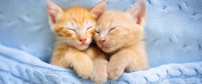 August 22: National Cat Vet Day – Book Your Cat’s Annual Check‑Up Today