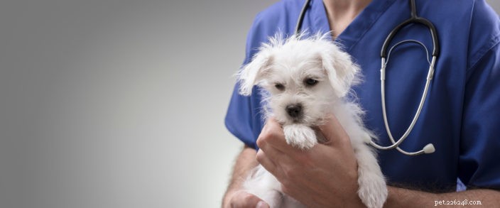 Why Pet Insurance Is Essential During Crisis: Protect Your Furry Friend