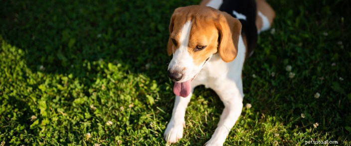 Keep Your Pets Safe in the Heat: Expert Summer Safety Tips