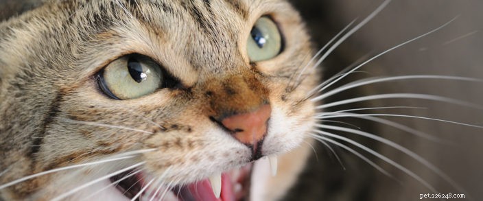 Understanding and Resolving Common Cat Behavior Issues