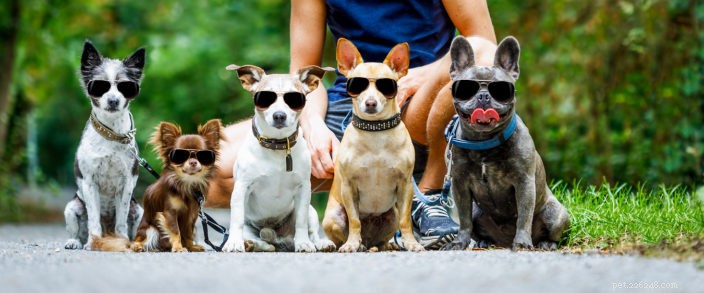 Protecting Your Pet: Key Summer Hazards & Prevention Tips