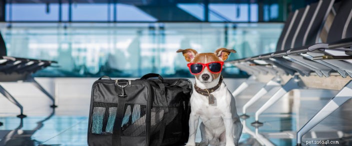 Flying With Your Pet: Updated Airline Rules & Tips for a Smooth Journey
