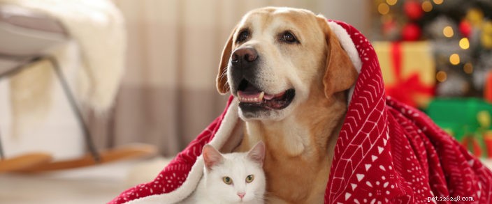 Keep Your Pets Safe This Holiday Season: Expert Tips & Precautions