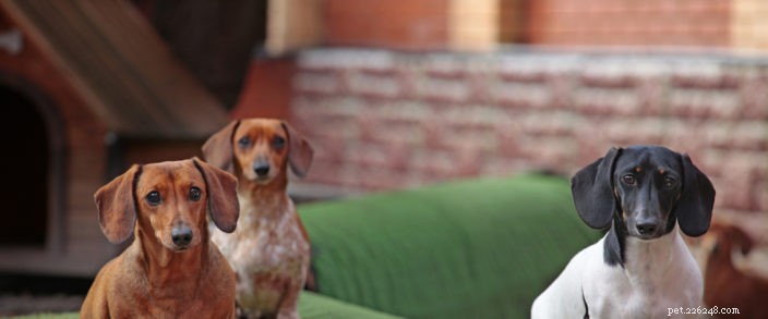 Essential Guide to Kenneling Your Pet Safely and Comfortably