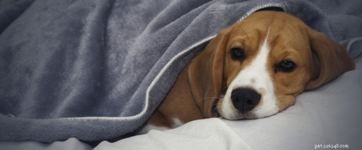 National Pet Cancer Awareness Month: Early Detection Saves Lives