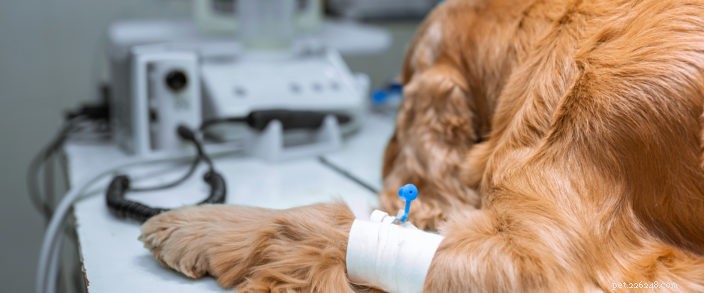 Essential Questions to Discuss with Your Vet Before Pet Orthopedic Surgery