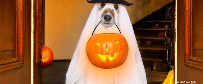Essential Halloween Safety Tips to Protect Your Pets