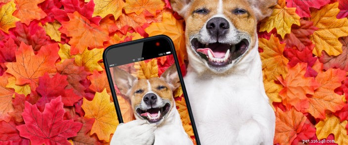 Innovative Tech Toys & Accessories for Pets: Smart Solutions for Happy, Healthy Pets