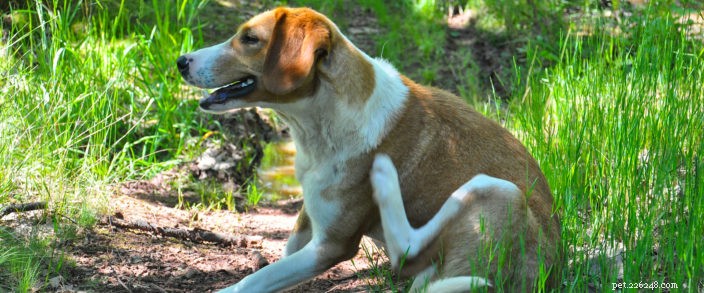 Protect Your Pets: A Comprehensive Guide to Flea & Tick Season