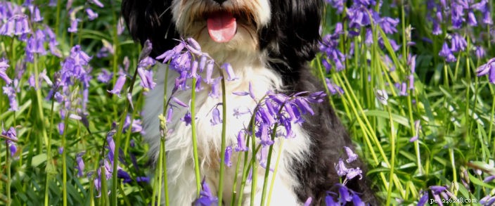 Protect Your Pets: Essential Spring Safety Tips