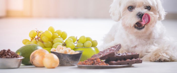 Prevent Pet Poisoning: Essential Home Safety Tips