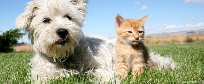 Spaying Explained: Ovariohysterectomy vs. Ovariectomy – Which Is Best for Your Pet