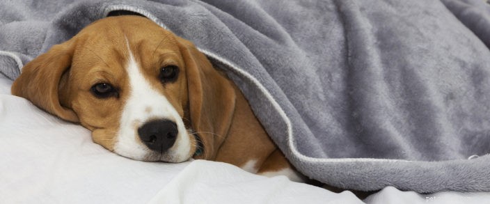 Recognizing Pain in Your Pet: Essential Signs & Vet Visit Guidelines