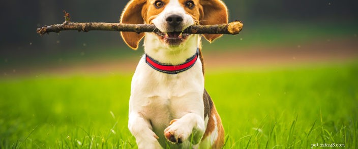 Protect Your Dog: 5 Essential Summer Health Tips for Central Oregon Pets