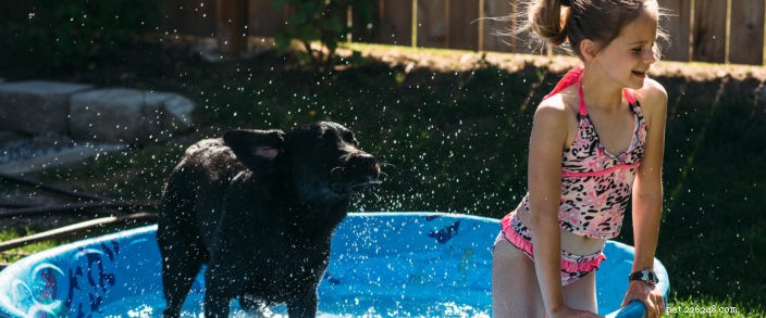 Celebrate National Dog Party Day: 4 Expert Ways to Spoil Your Canine Companion