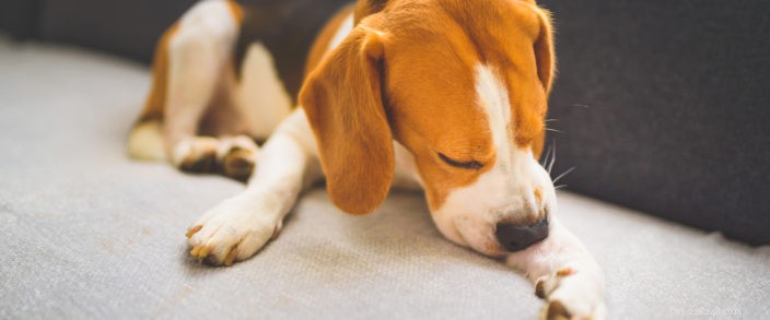 Managing Seasonal Allergies in Pets: A Practical Guide
