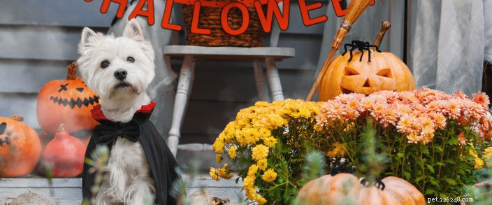 5 Expert Halloween Safety Tips for Your Pets