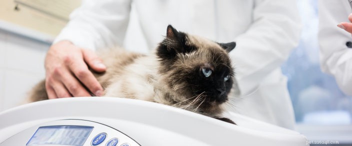Key Insights on Pet Obesity: Prevention, Risks, and Care