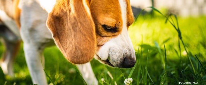 The 10 Most Common Dog Questions Asked on Google – Answers You Need