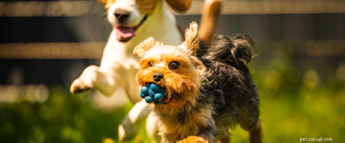 13 Pro Tips for Visiting Bend Dog Parks
