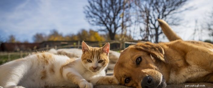 National Justice for Animals Week: Essential Guide to Animal Rights in Oregon