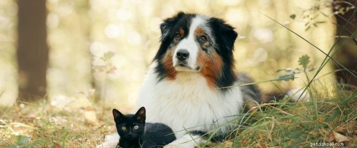 Spay & Neuter Awareness Month: Protect Your Pet’s Health and Community