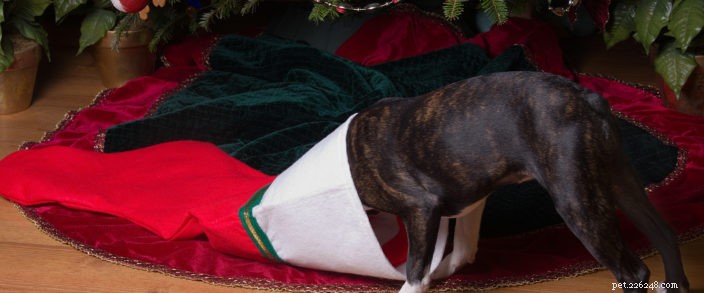 Top 5 Pet Stocking Stuffer Ideas for a Joyful Holiday