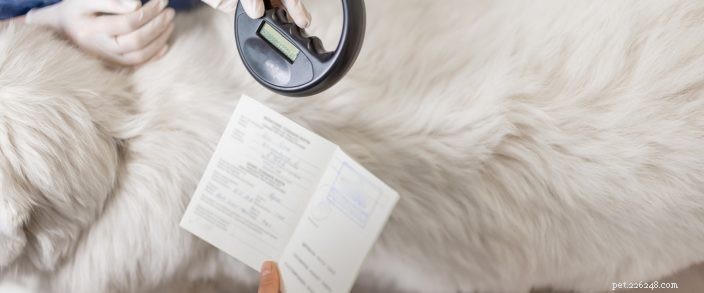 Secure Your Pet’s Future: Microchip in Bend, Oregon for Safety & Health