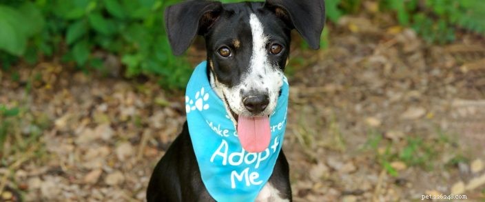 National Rescue Dog Day: Essential Tips for Adopting a Rescued Dog