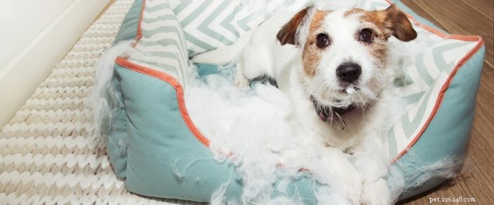 Recognizing Dog Anxiety: Key Signs & Effective Solutions