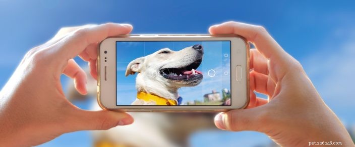Celebrate National Pet Day: 5 Expert Tips to Enhance Your Pet’s Well‑Being