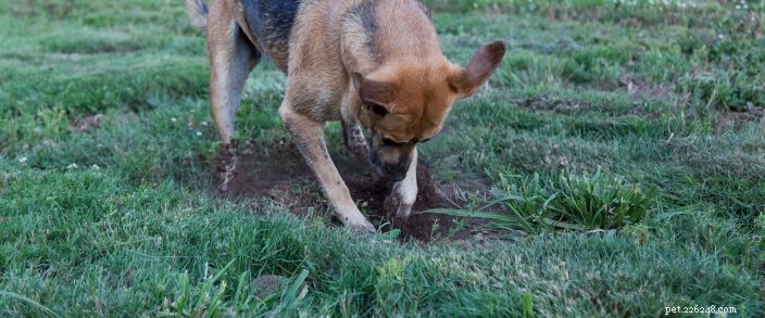 Decoding 7 Common Dog Behaviors: What They Really Mean