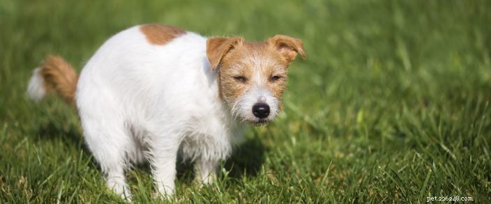 What’s in Your Dog’s Poop? How to Spot Health Issues & When to Call the Vet in Bend