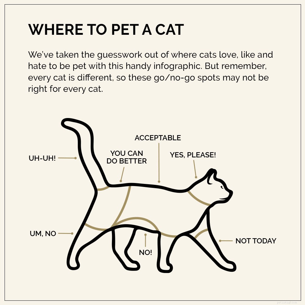 Master Petting: Where to Touch, Where to Avoid, and When to Stop