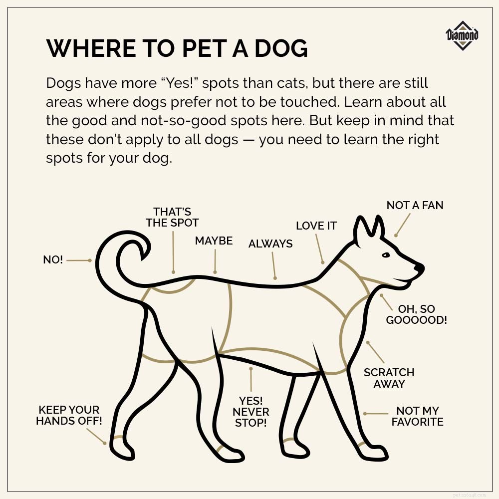 Master Petting: Where to Touch, Where to Avoid, and When to Stop