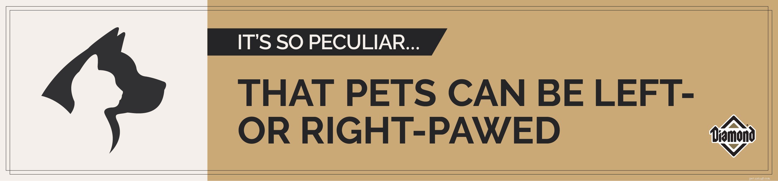 Discover Paw Preferences: Why Pets Show Left or Right Paw Dominance