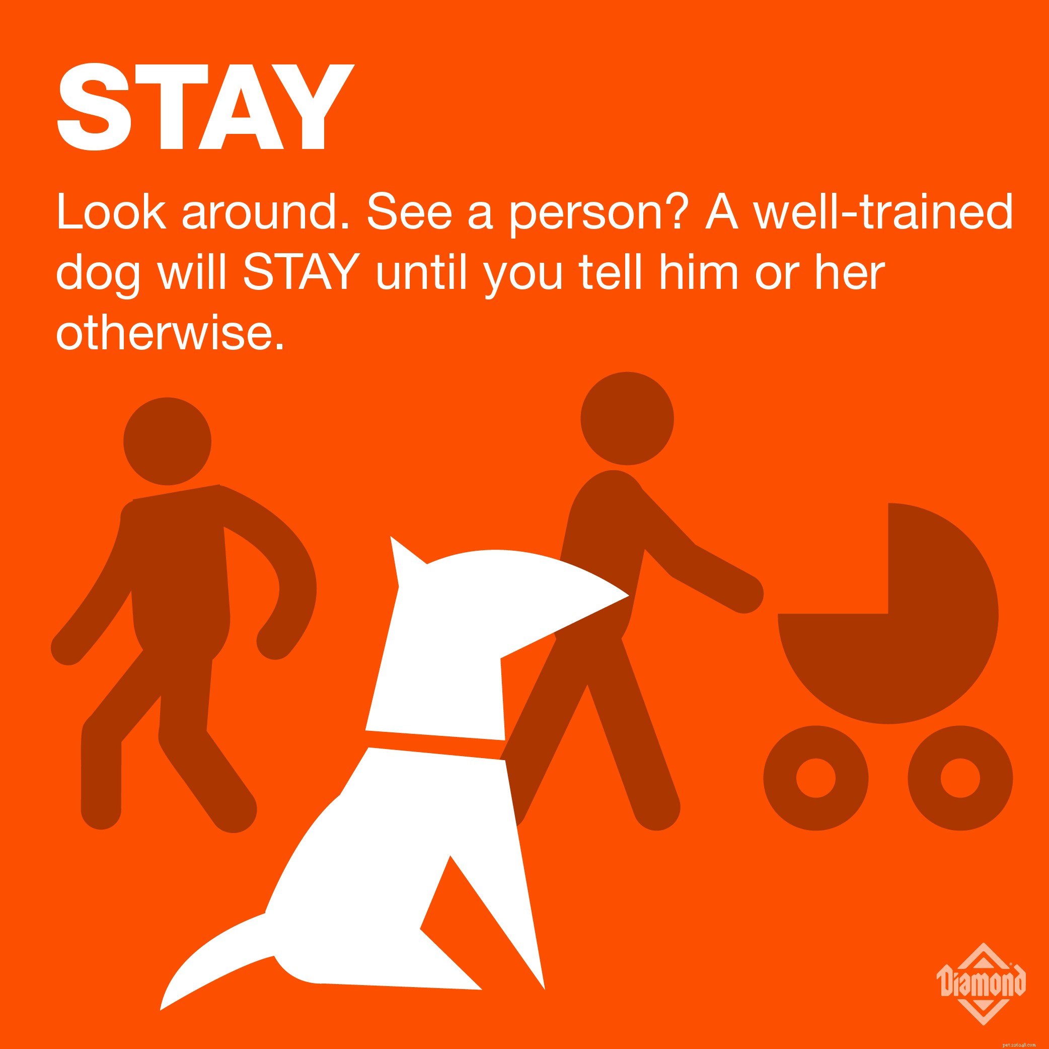 7 Essential Commands Every Dog Owner Should Teach