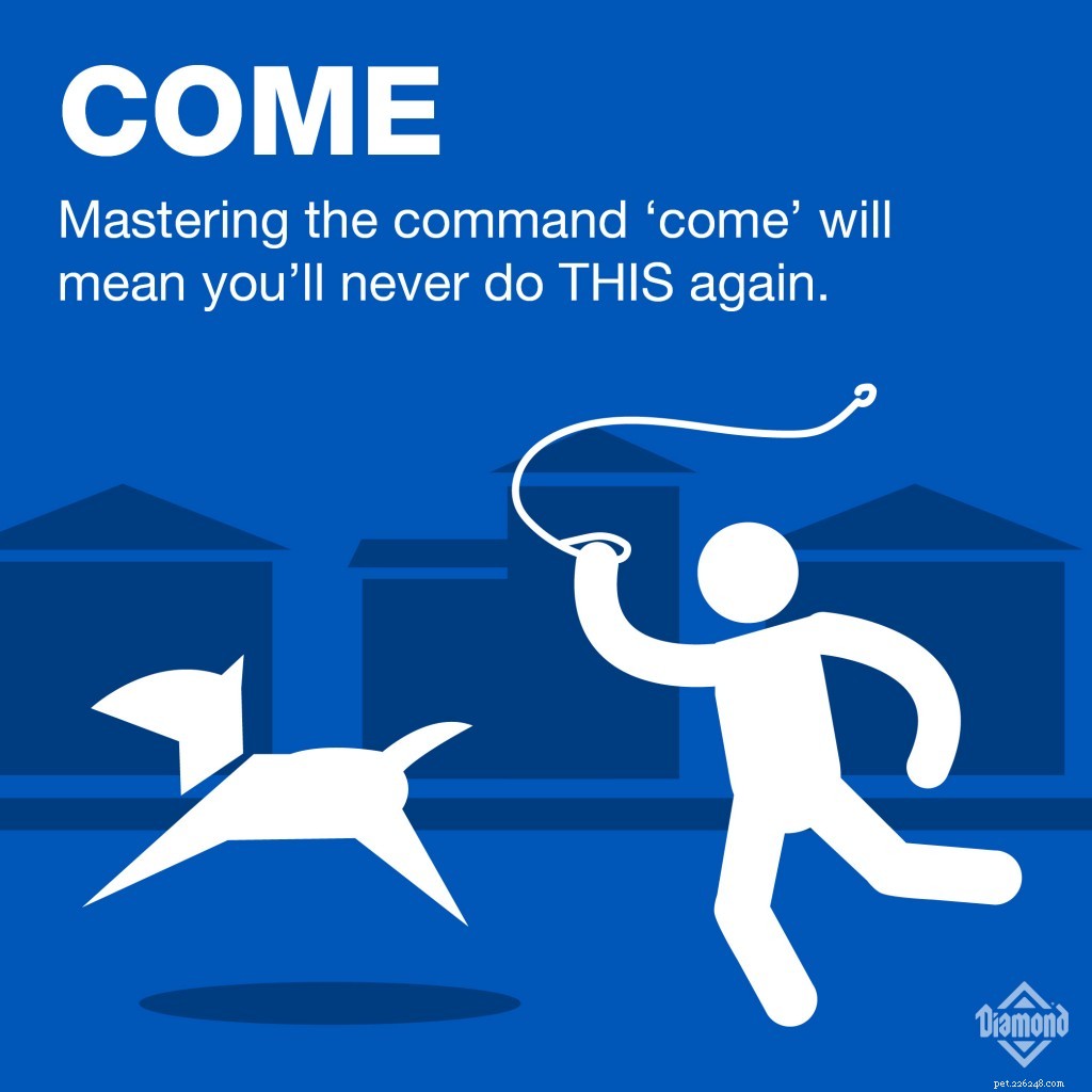 7 Essential Commands Every Dog Owner Should Teach