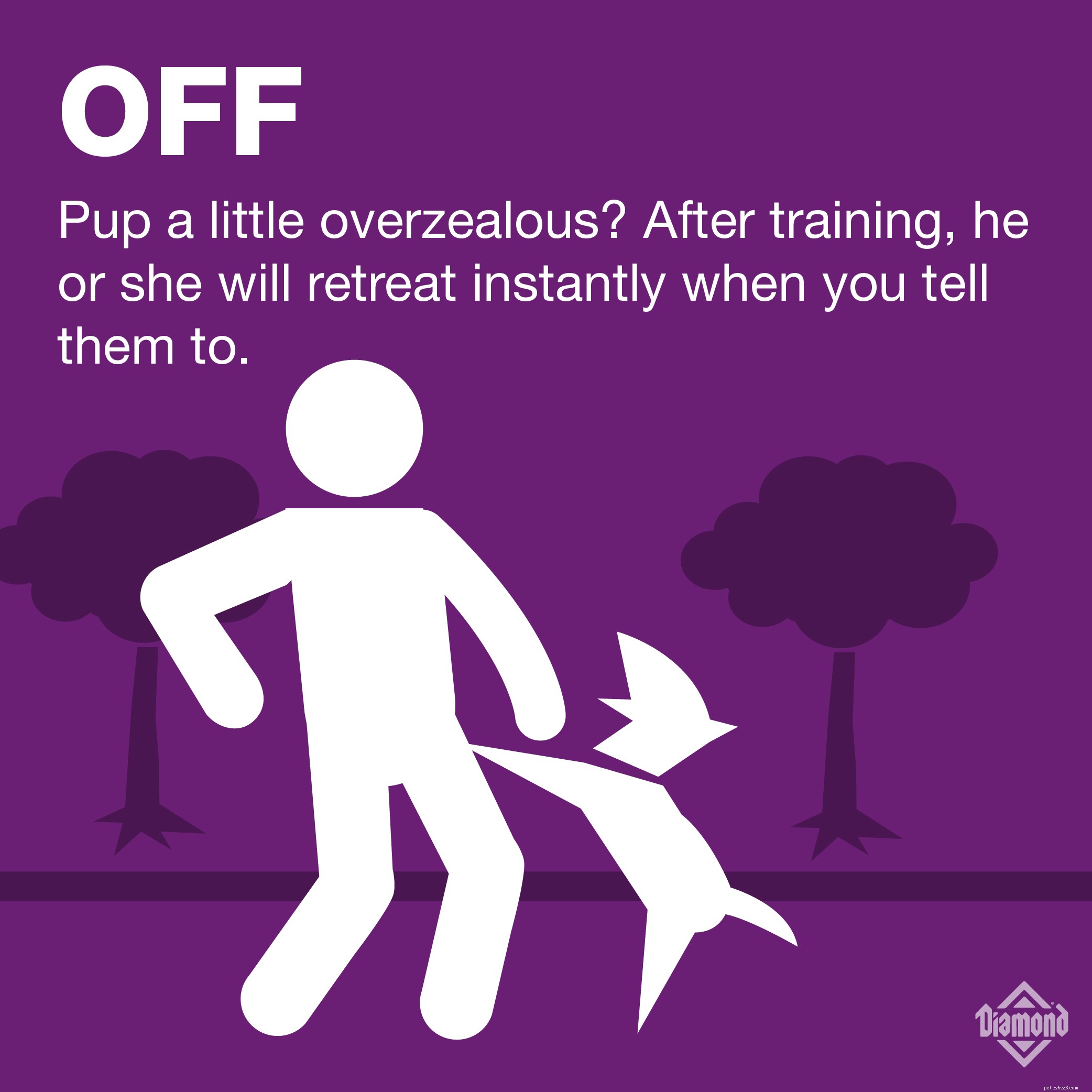 7 Essential Commands Every Dog Owner Should Teach