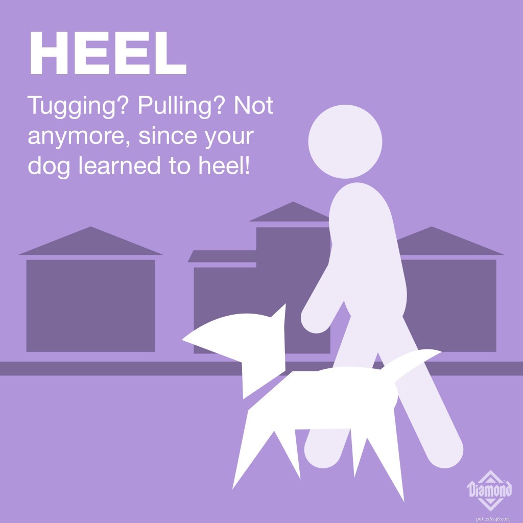 7 Essential Commands Every Dog Owner Should Teach
