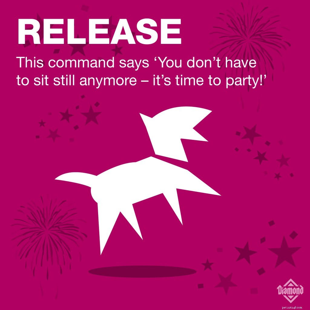 7 Essential Commands Every Dog Owner Should Teach