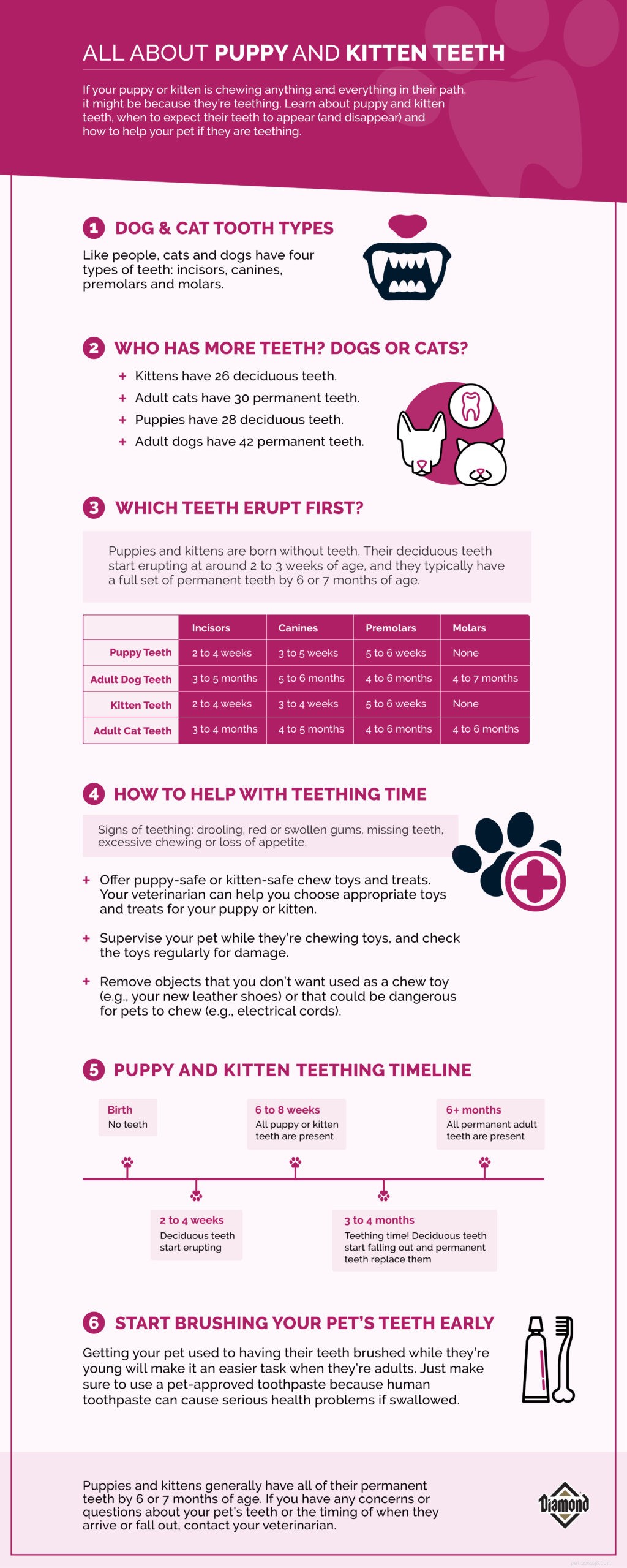 Understanding Puppy & Kitten Teeth: Growth, Care, and Teething Insights