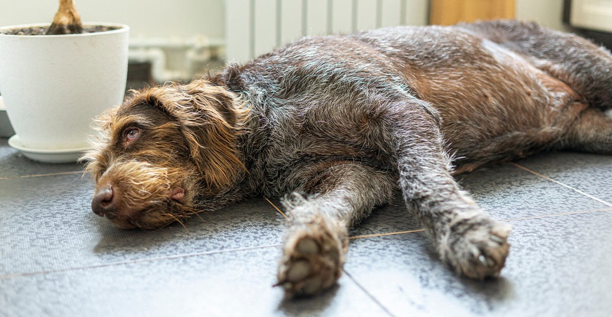 Managing Overweight Pets: A Diamond Pet Foods Guide to Healthy Weight Loss