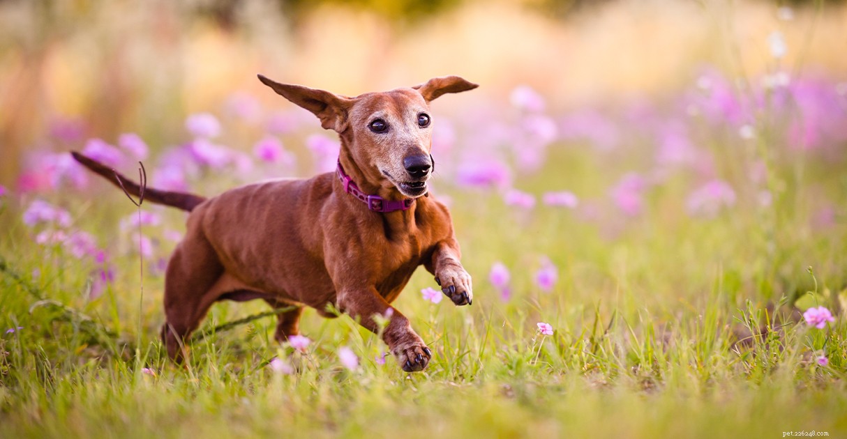 Managing Overweight Pets: A Diamond Pet Foods Guide to Healthy Weight Loss