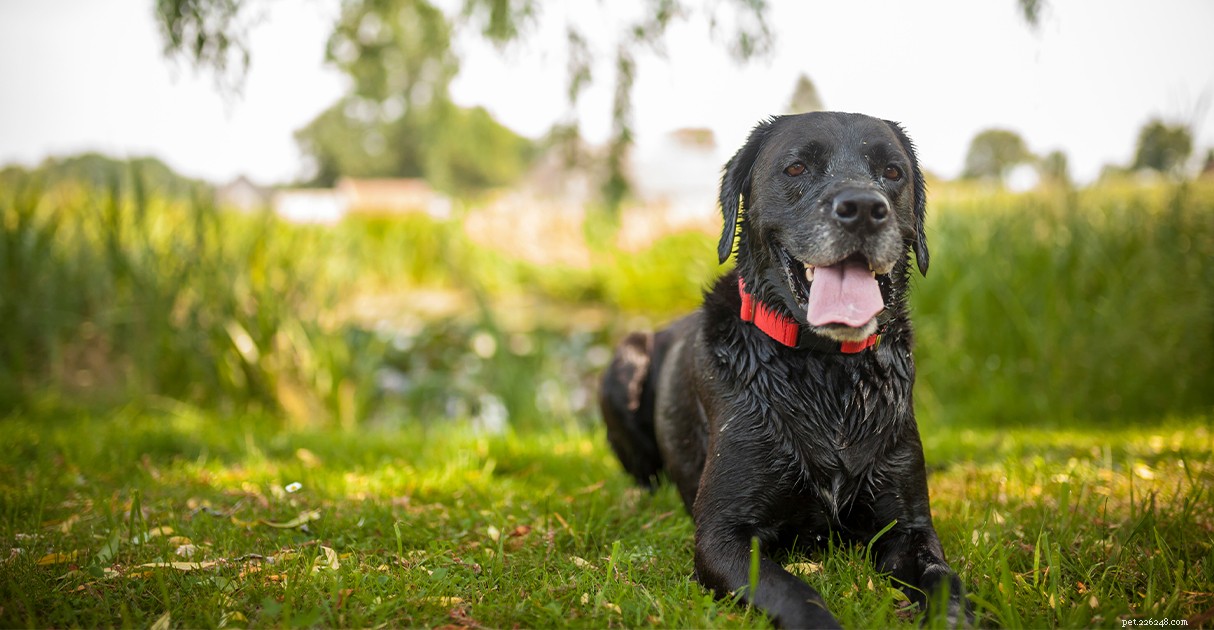 Managing Overweight Pets: A Diamond Pet Foods Guide to Healthy Weight Loss