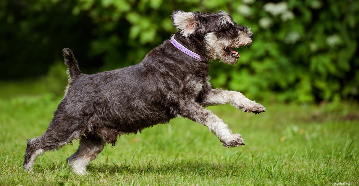 Managing Overweight Pets: A Diamond Pet Foods Guide to Healthy Weight Loss